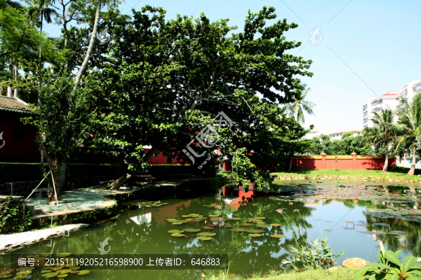 樹木,技葉,綠色風(fēng)景,藍(lán)天