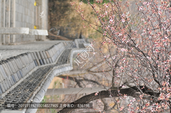 杏樹(shù)