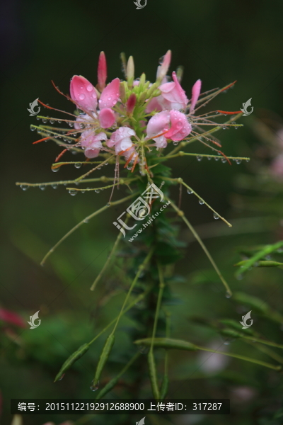 一簇花