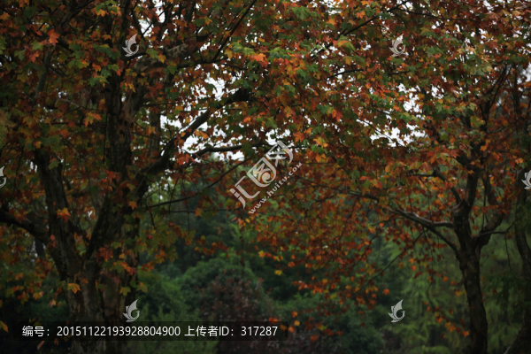 秋天的樹林