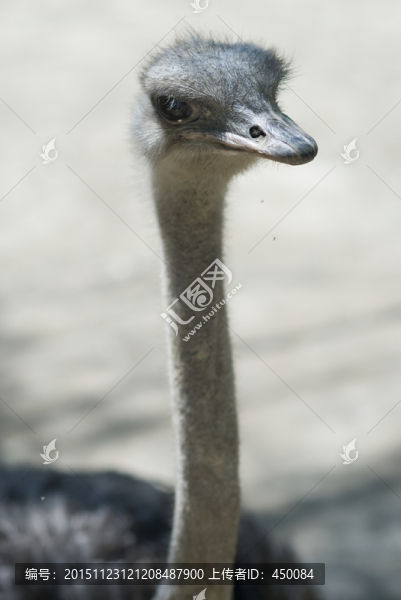 鴕鳥