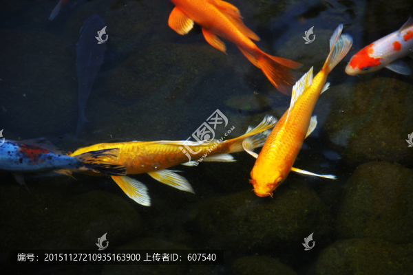 魚(yú)