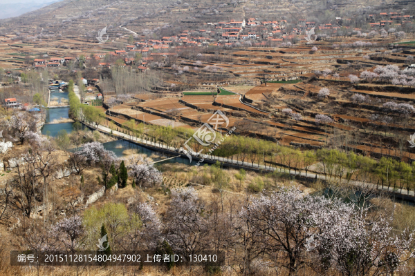 春天的小山村,山花爛漫