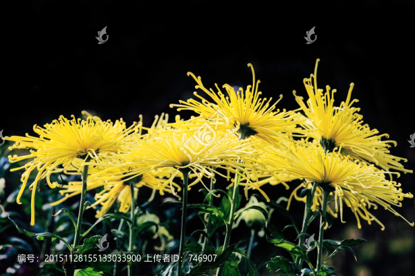 菊花