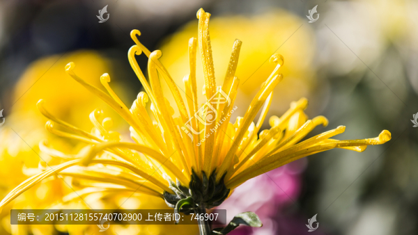 菊花