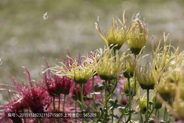 菊花