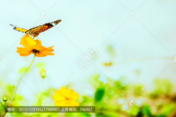 蝴蝶和花
