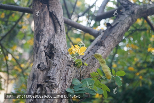 黃色鮮花