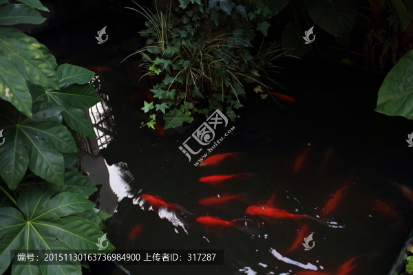 錦鯉