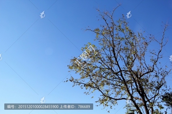 秋天里的樹冠