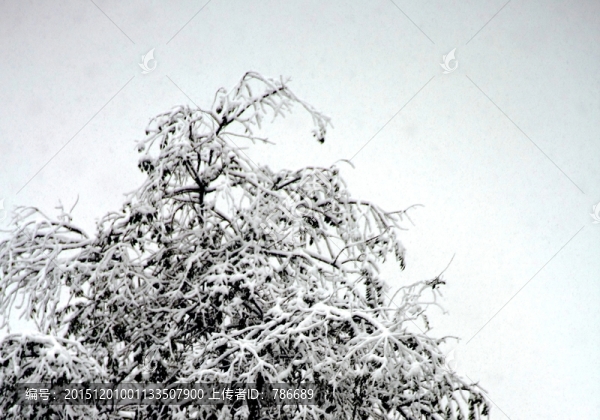 雪樹(shù)