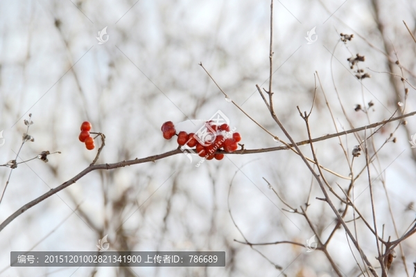 白雪紅果實