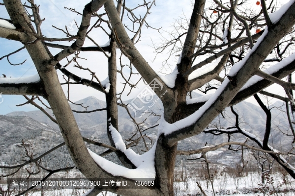大雪下的樹枝