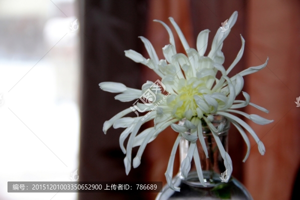 窗簾前的白菊花