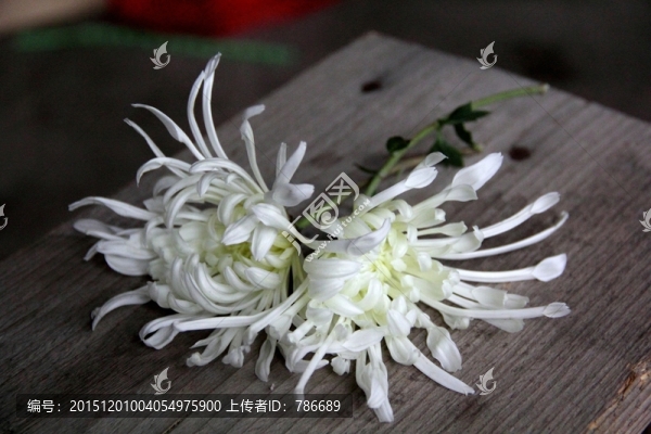 凳子上白色的菊花