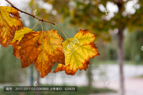金黃色樹葉