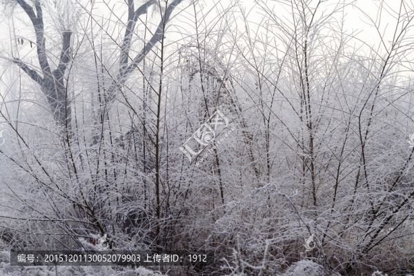 樹林