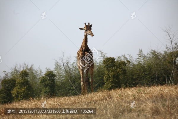 長頸鹿