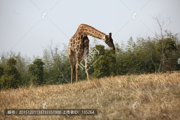 長頸鹿