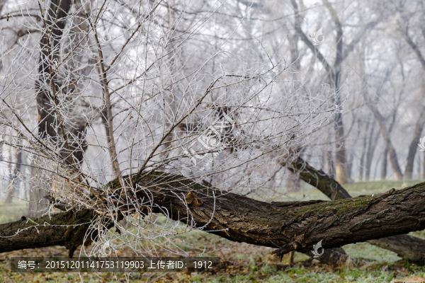 樹林