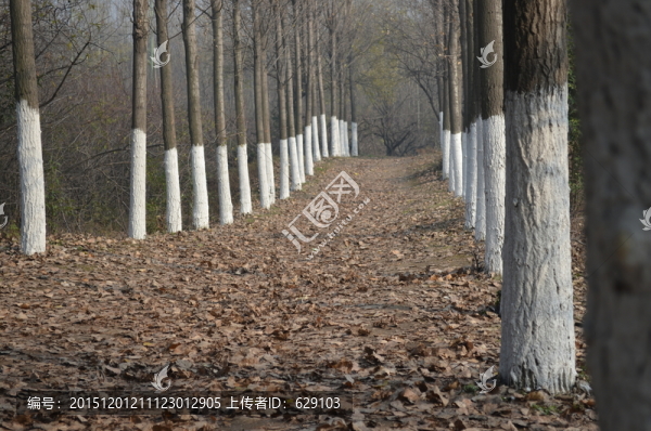 樹林