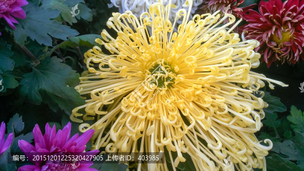 菊花