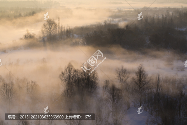 晨霧,樹(shù)林