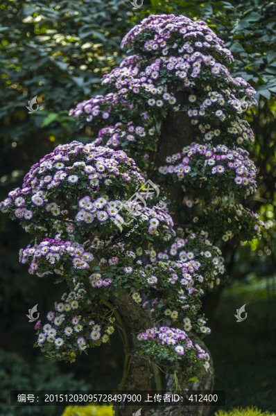菊花樹