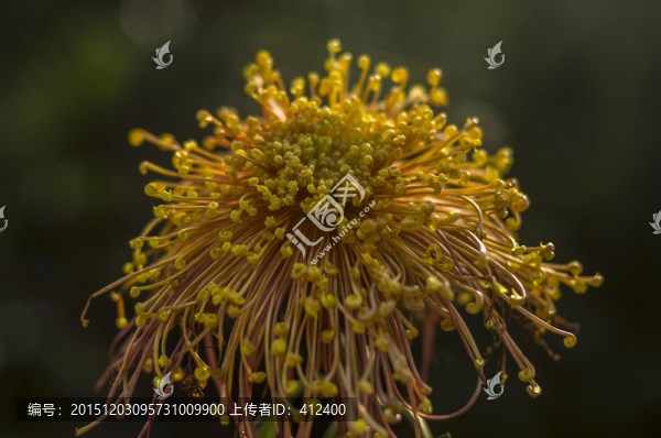 菊花