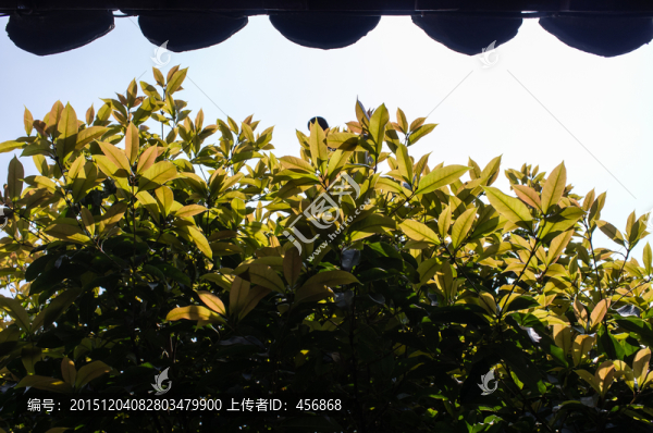 屋瓦,綠植