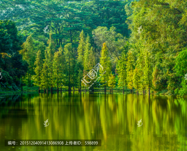 陽光水杉（高清）