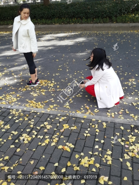 金黃色的銀杏葉