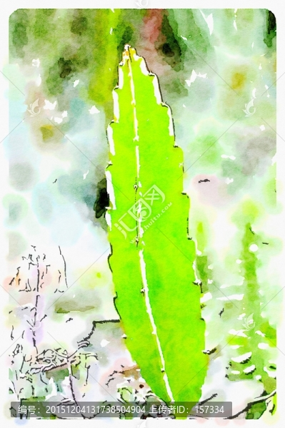 沙漠植物,水彩插畫(huà)
