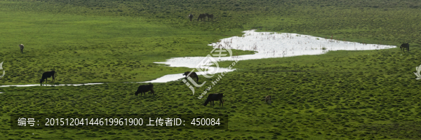 沼澤