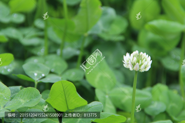 綠叢中的花