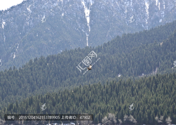 天山飛鳥