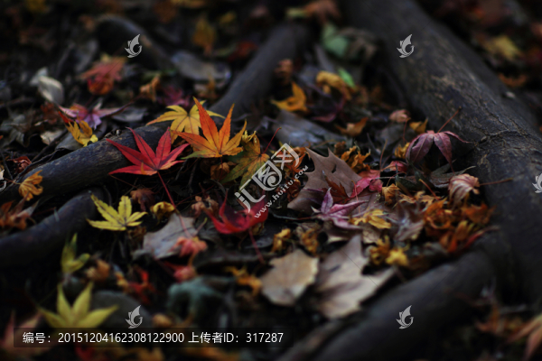 秋天的落葉