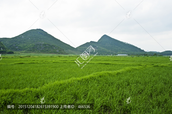 富硒生態(tài)水稻
