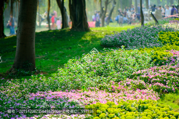 花田綠樹風景