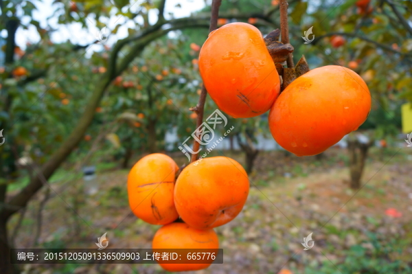 柿子