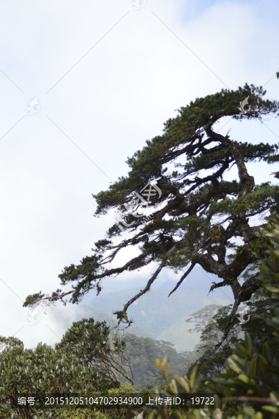 海南五指山里的松樹