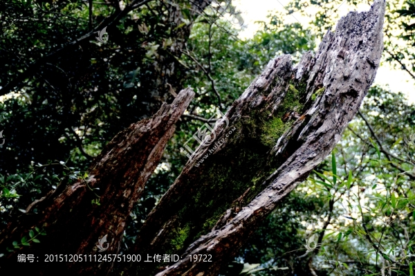 古樹,樹根