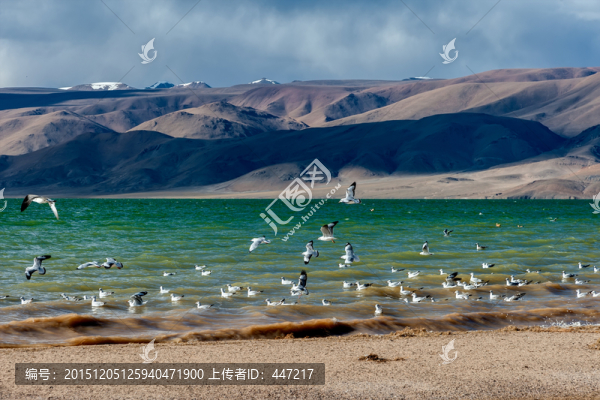 尼瑪甲熱布錯水鳥