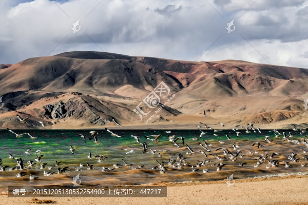尼瑪縣甲熱布錯(cuò)水鳥(niǎo)