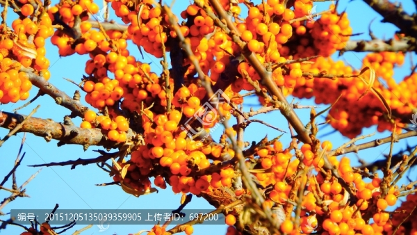 沙棘果
