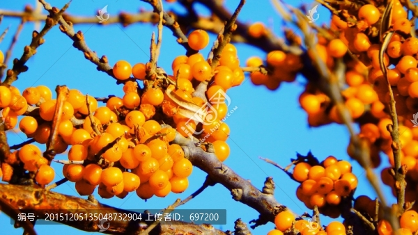 沙棘果