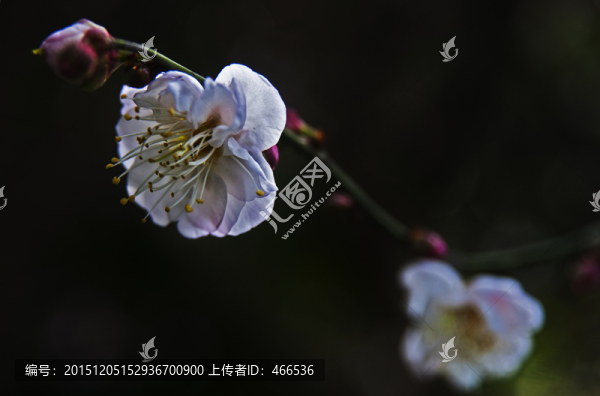 梅花