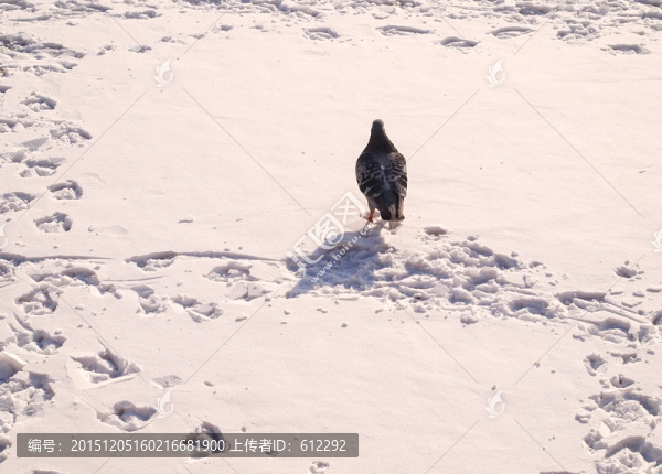 寂寞鴿子,雪地