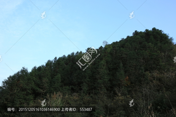 杉樹(shù)林