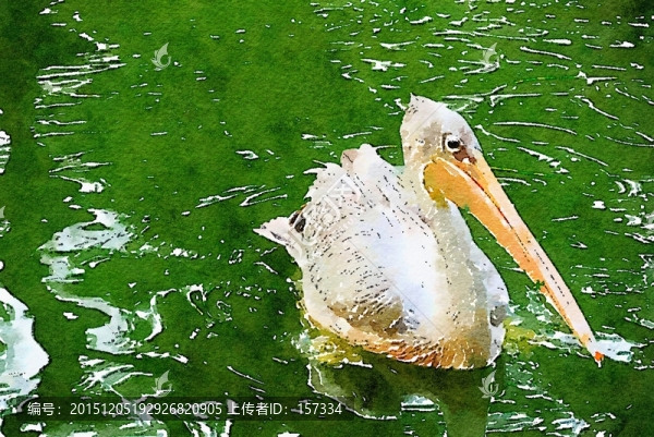 鵜鶘,鳥類插畫,水彩畫